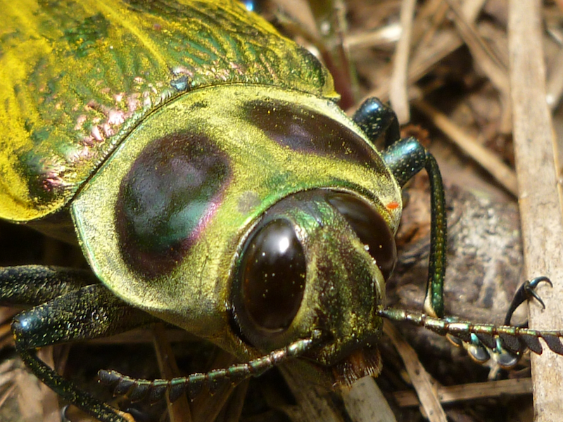 Tena_insecta_mas_bonita_sm_15E.jpg
